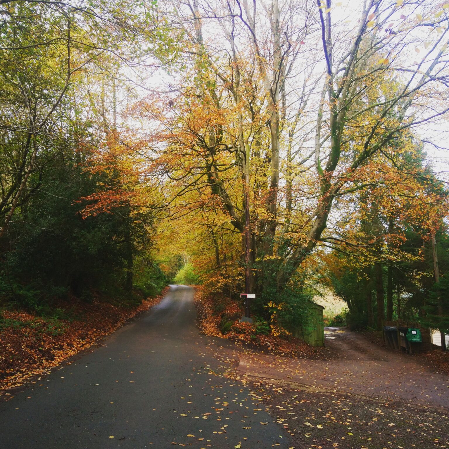thecabingreensleeves woodland cabin nr Lyme Regis, Dorset